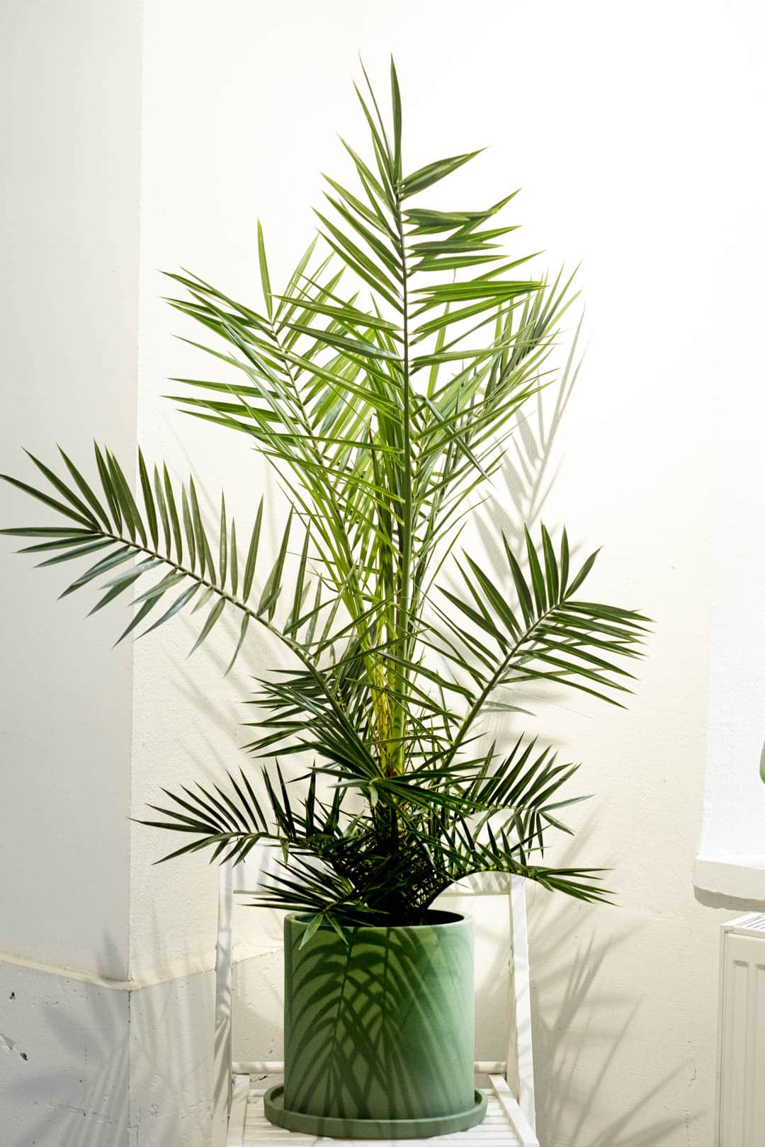 Phoenix Canariensis - Image 9