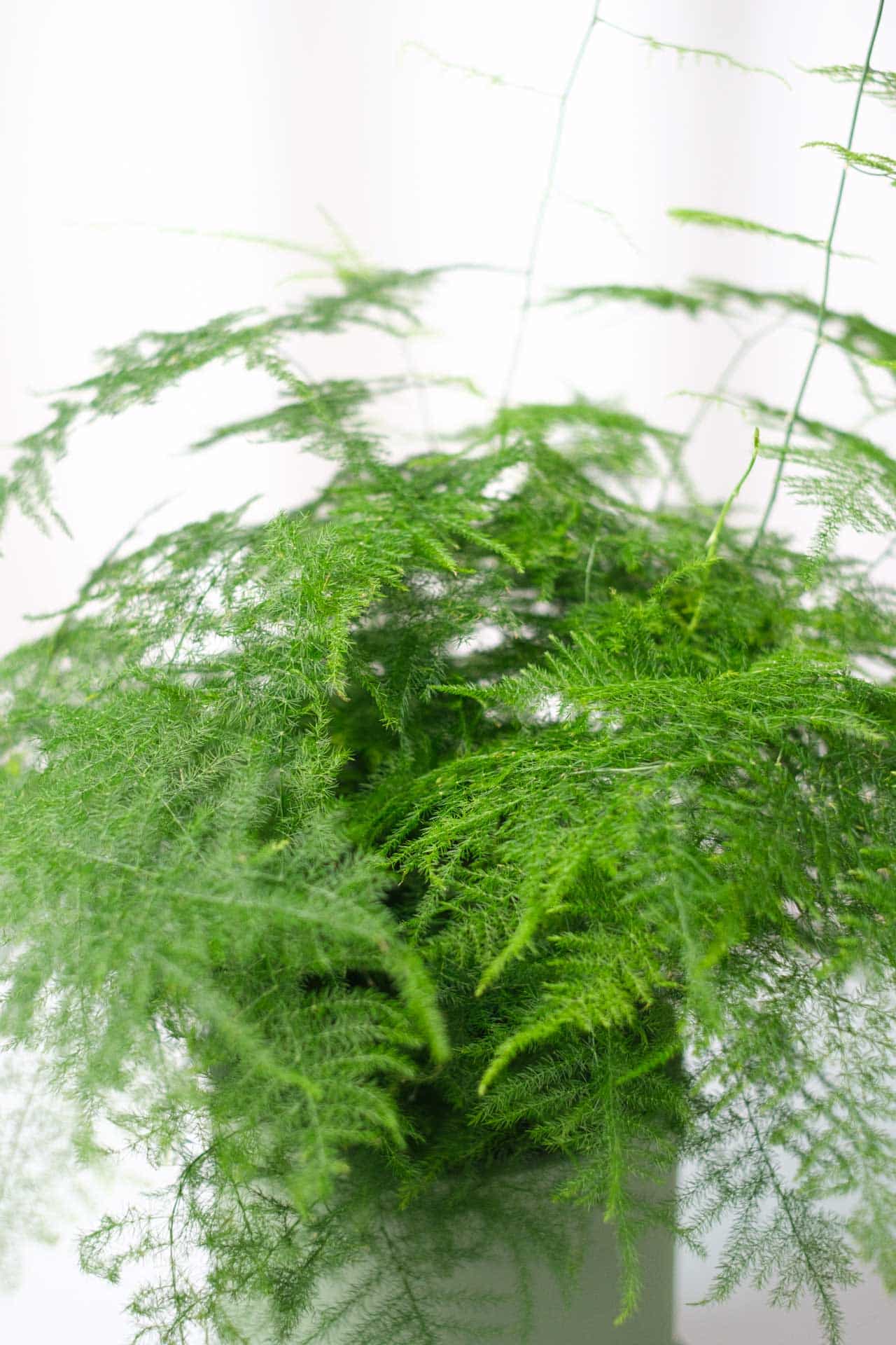 Asparagus Fern - Image 3