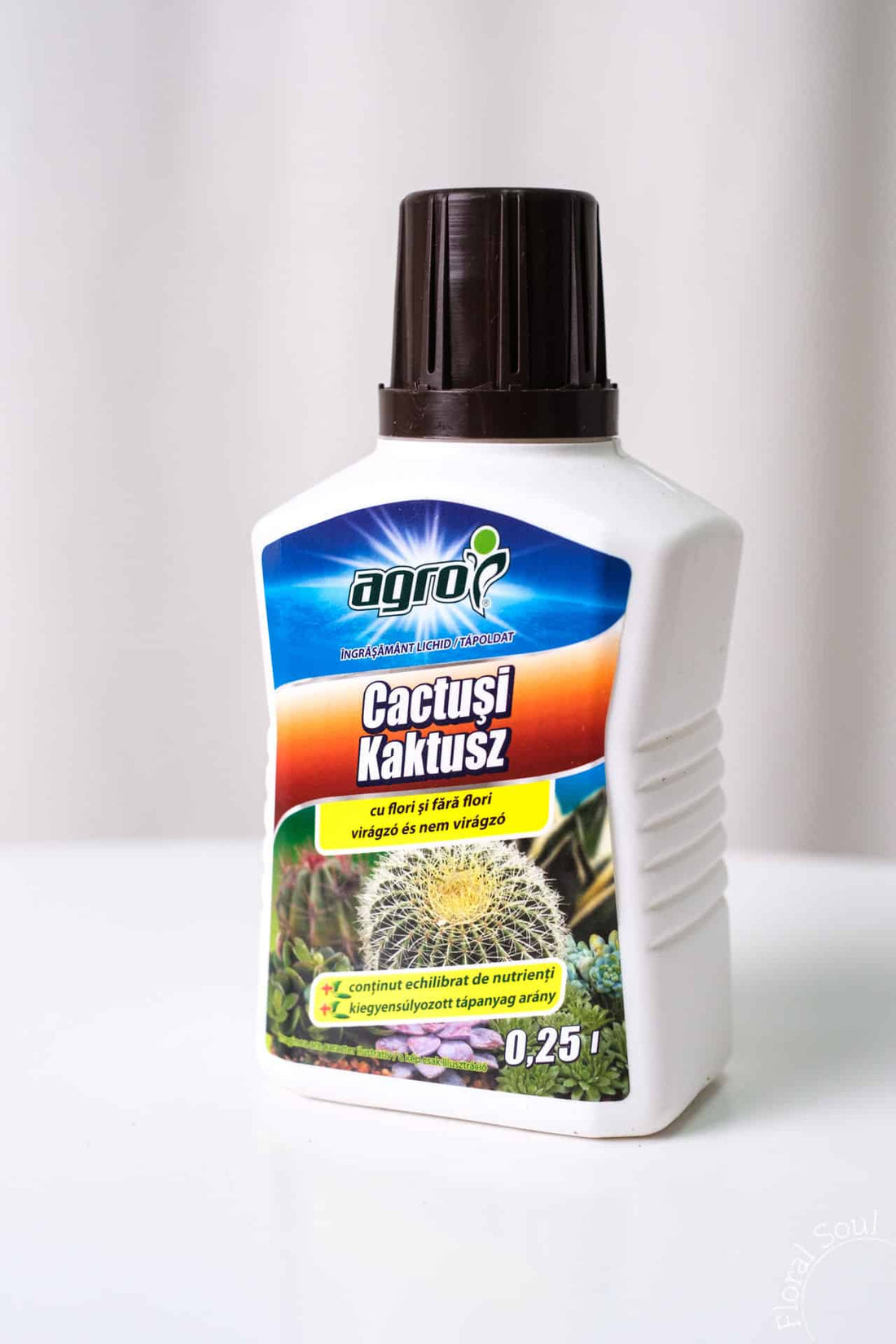 Ingrasamant lichid cactusi si suculente