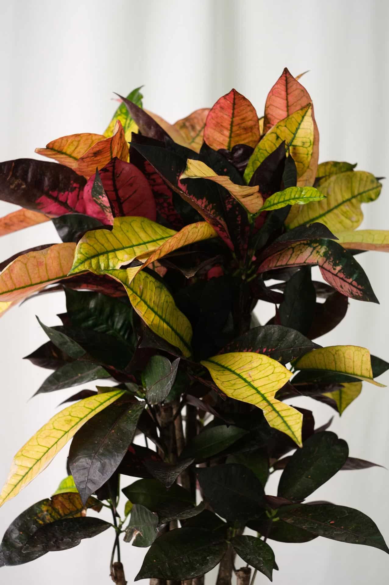 Croton Mrs. Iceton - Image 5