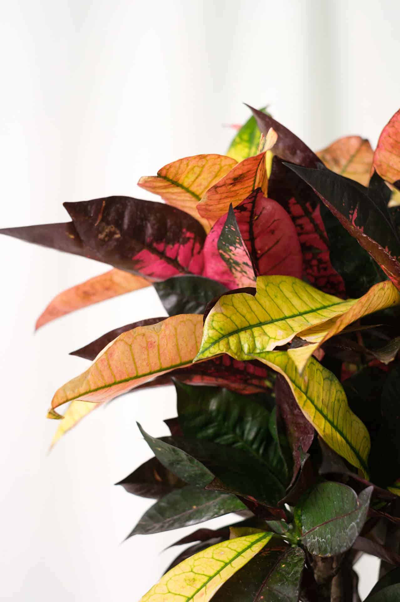 Croton Mrs. Iceton - Image 6