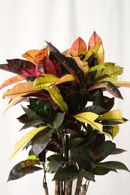 Croton Mrs. Iceton - Image 7