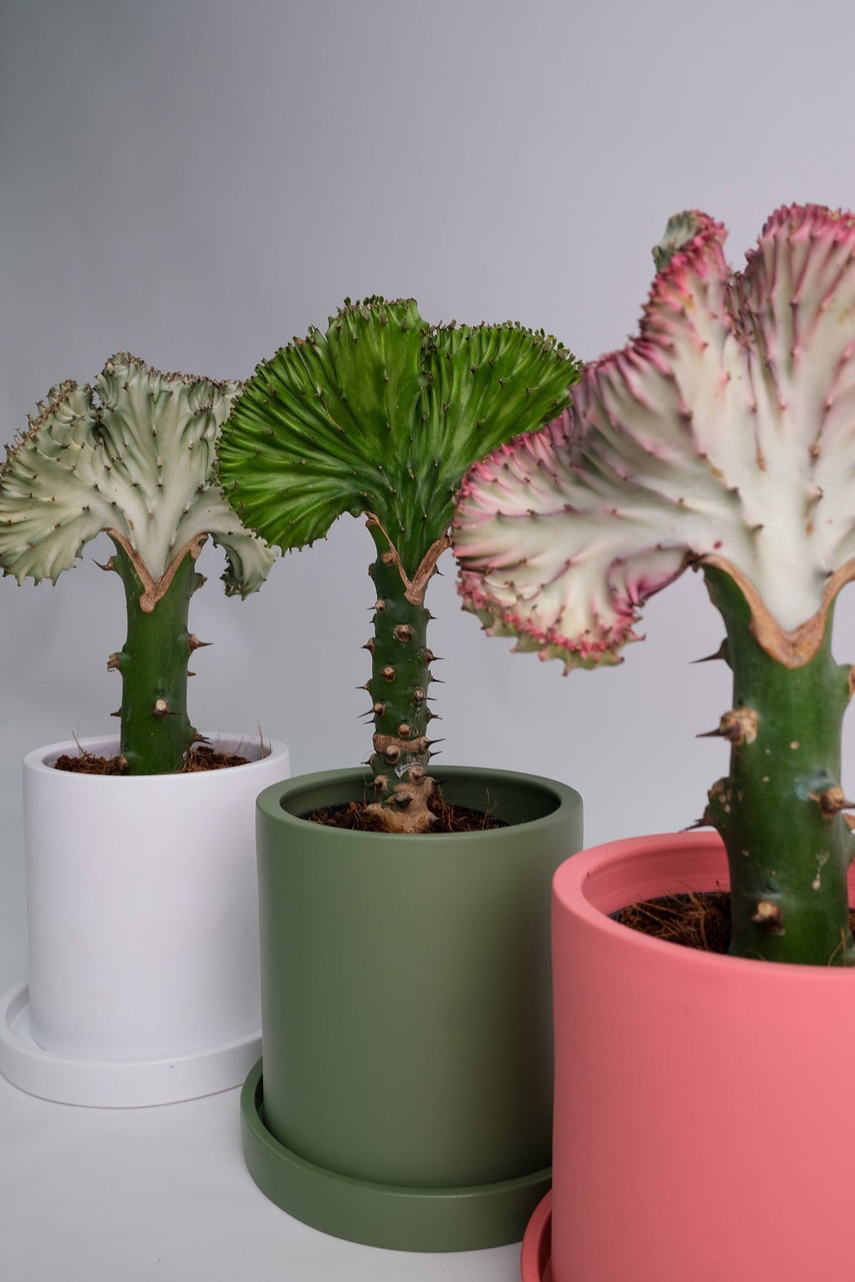 Euphorbia Lactea Cristata