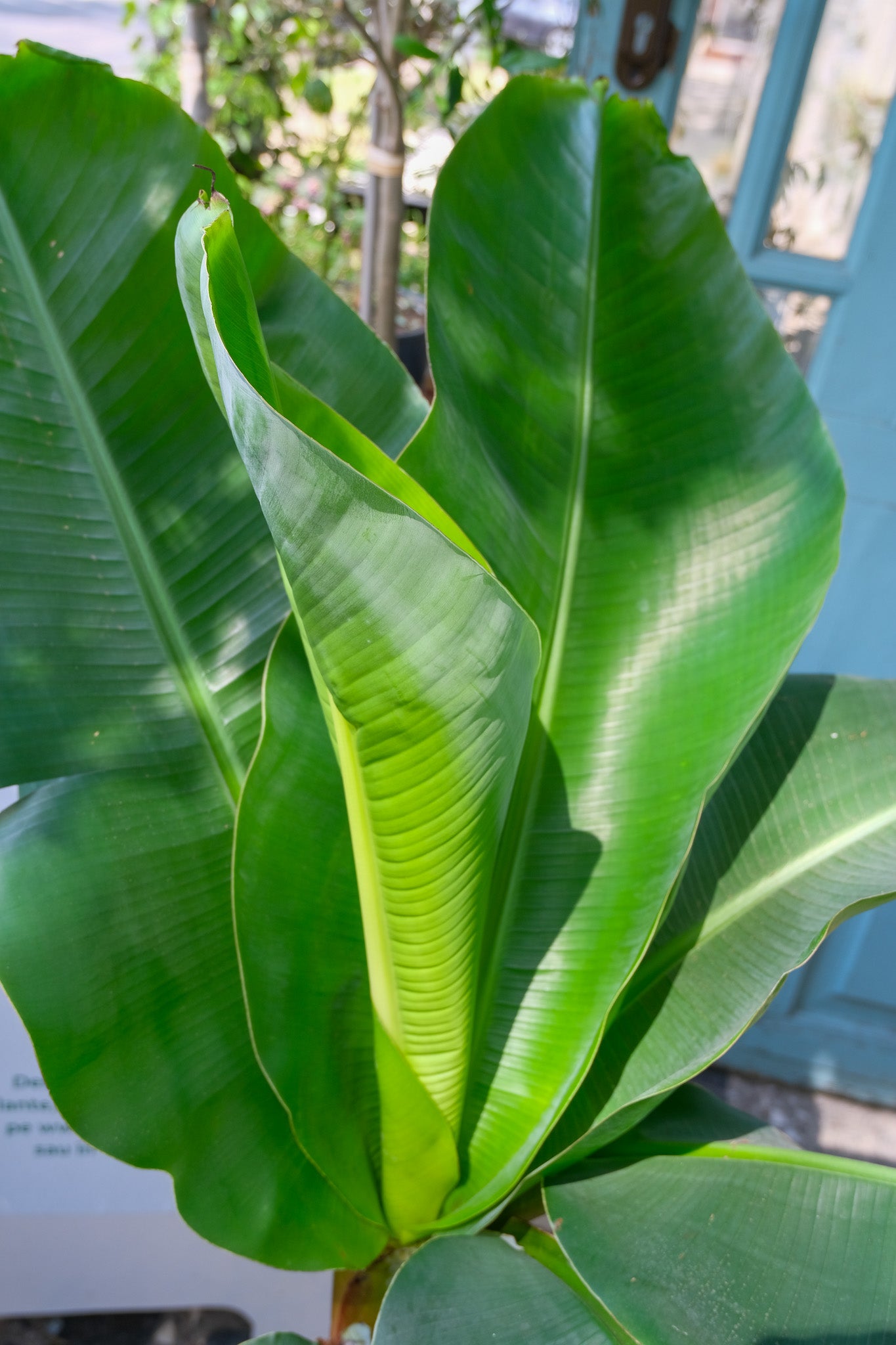 Musa Banana - Image 11