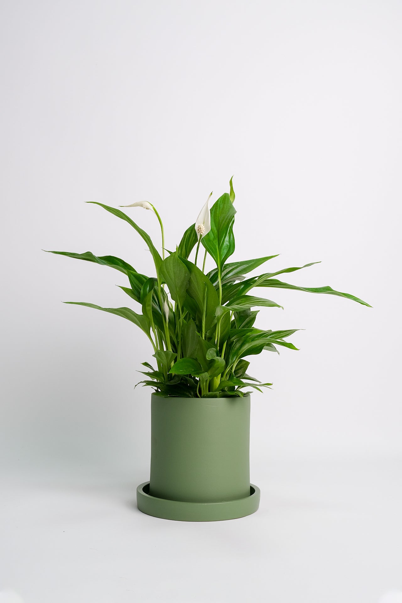 Spathiphyllum - Image 11