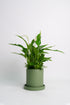 Spathiphyllum - Image 11