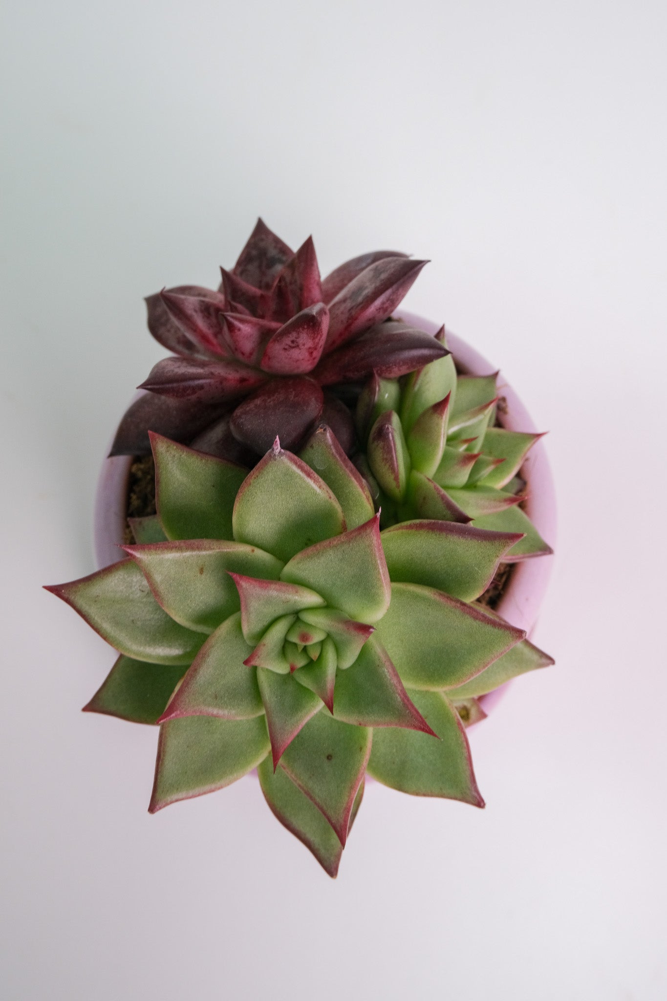 Suculent Mix - Image 11