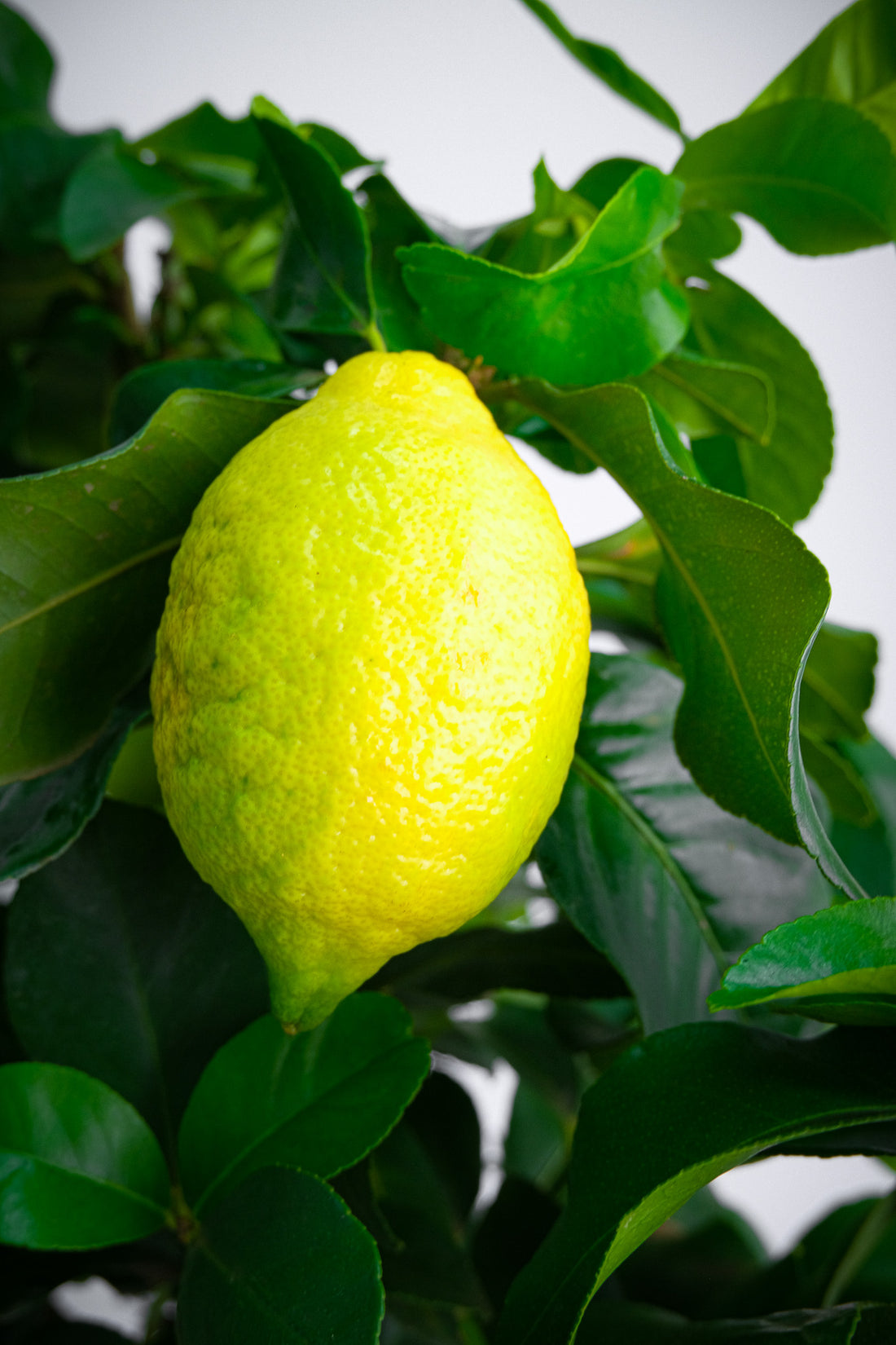 Citrus Lemon on Stem - Image 6
