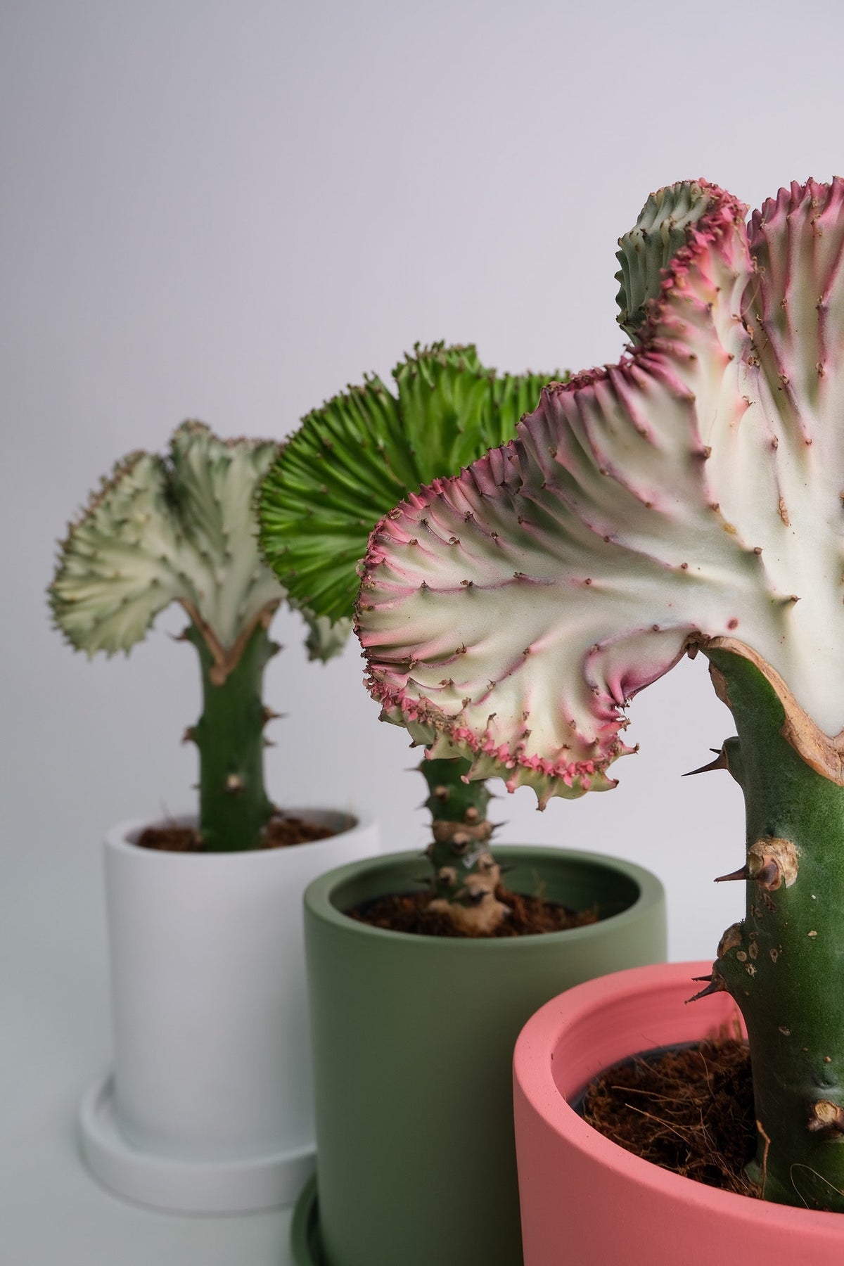 Euphorbia Lactea Cristata