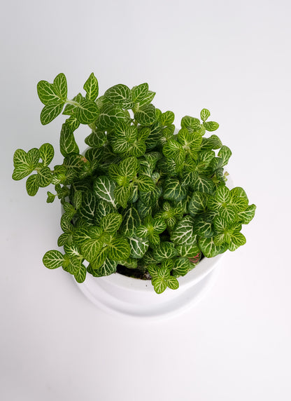 Fittonia mix - Image 13
