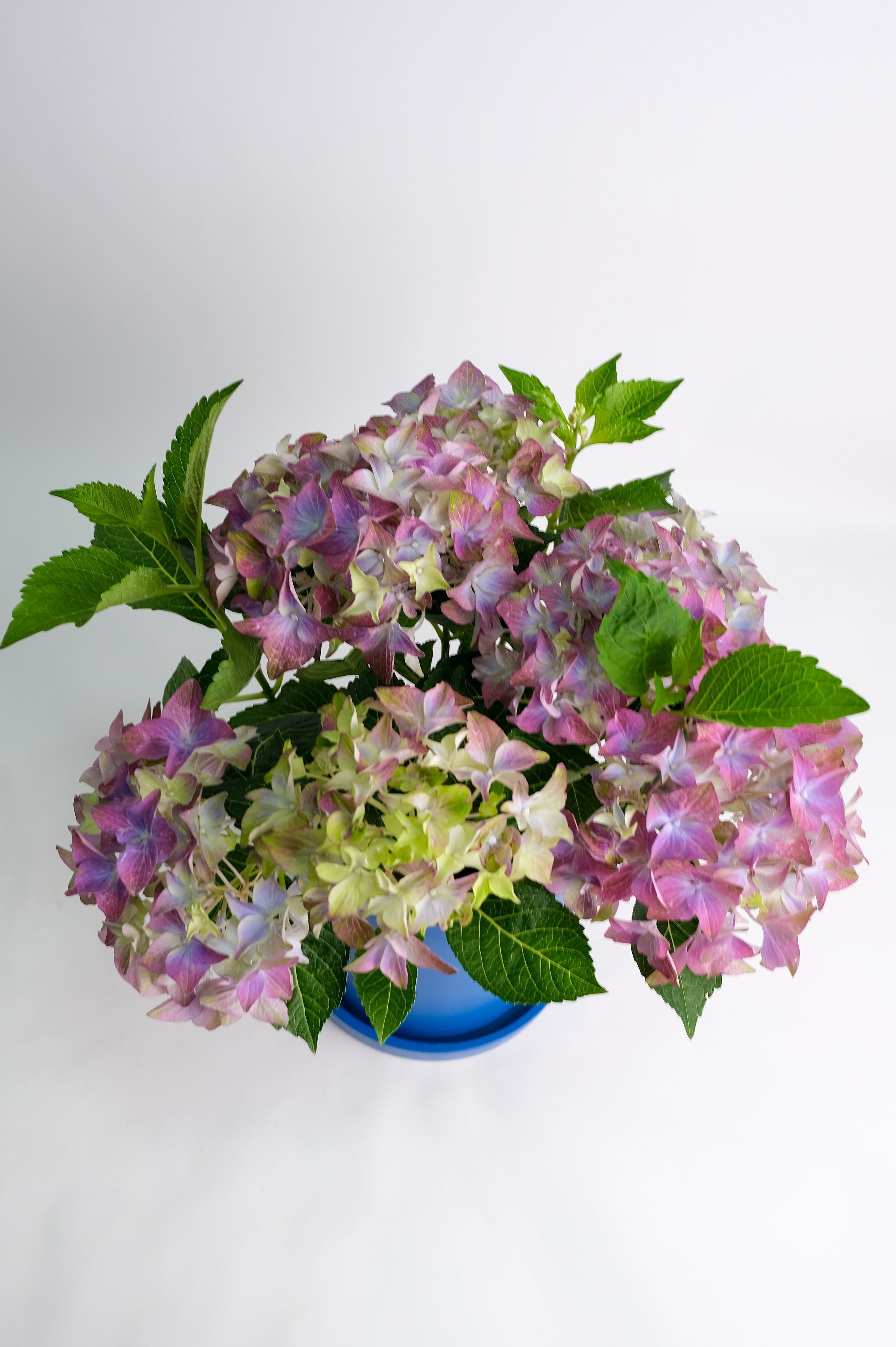 Hortensie blue - Image 15