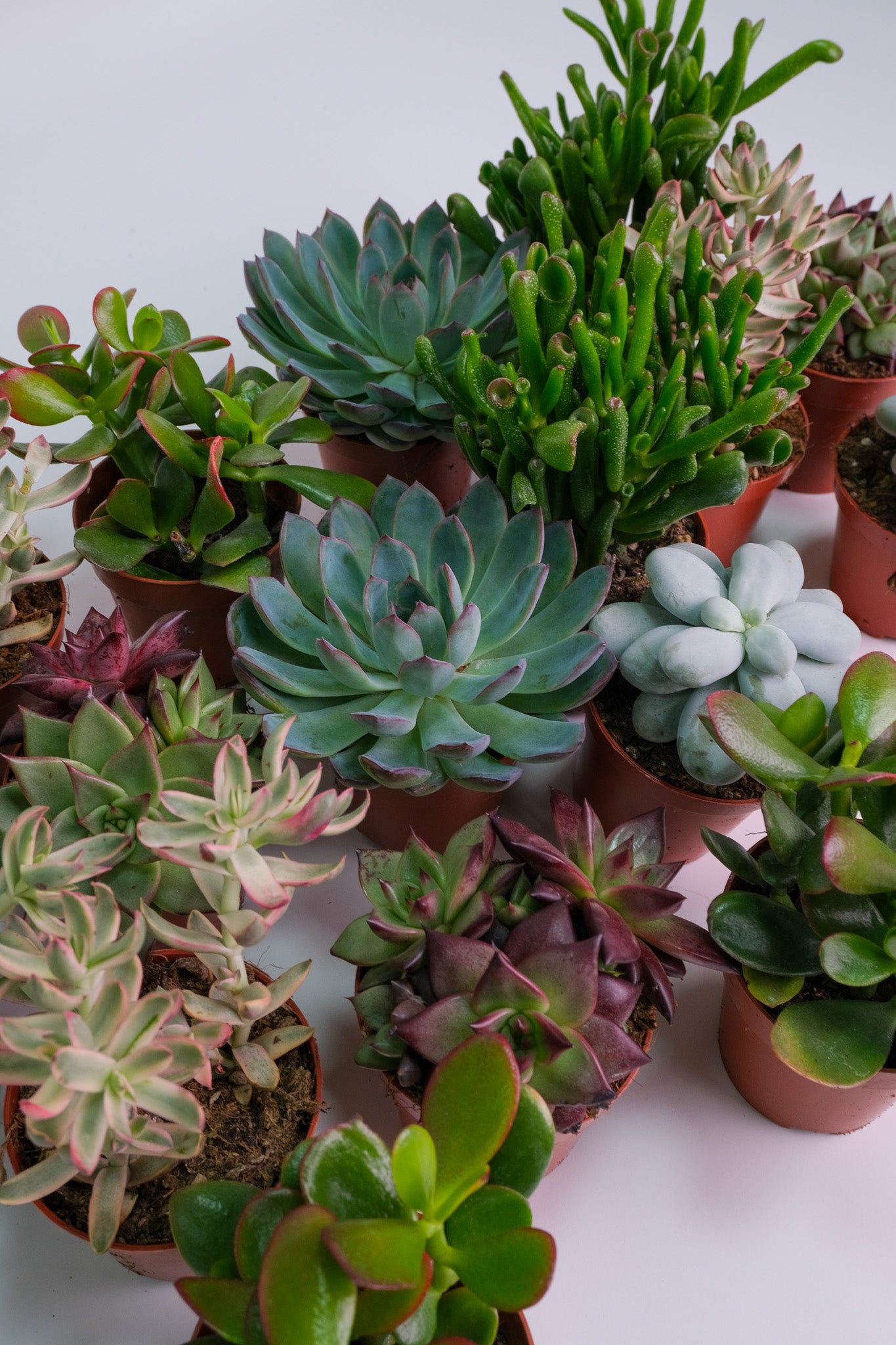 Suculent Mix - Image 14