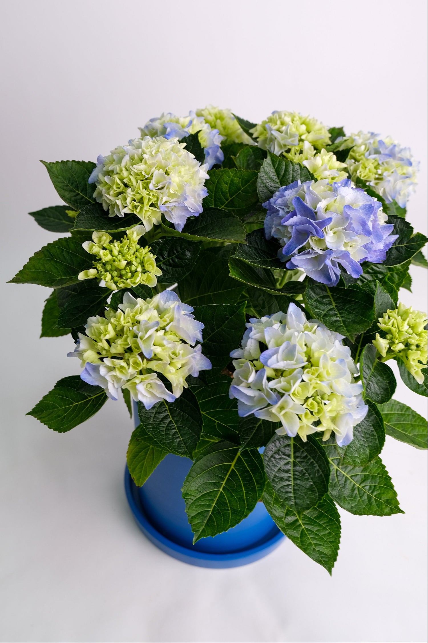 Hortensie blue - Image 16