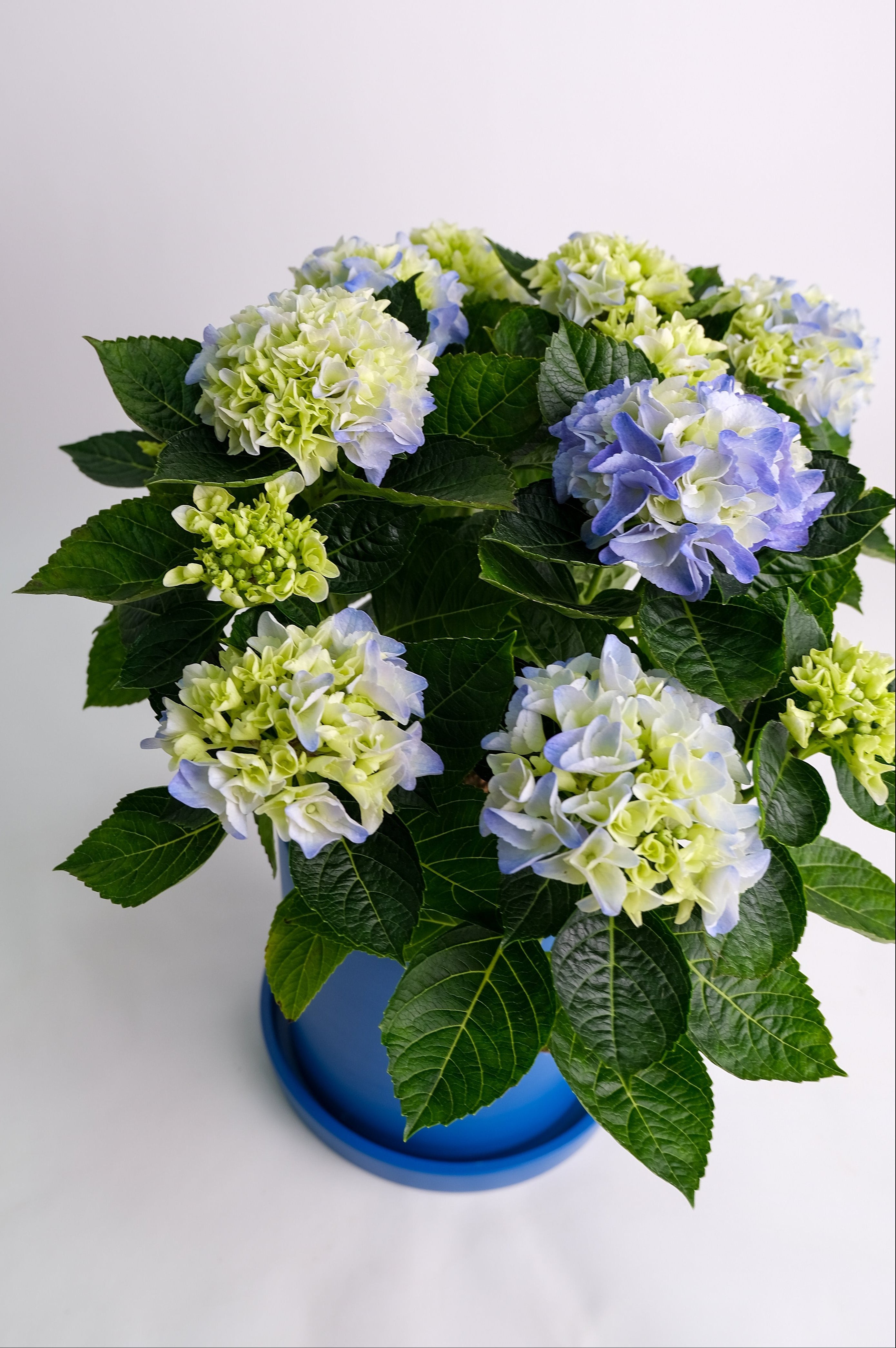 Hortensie blue - Image 16