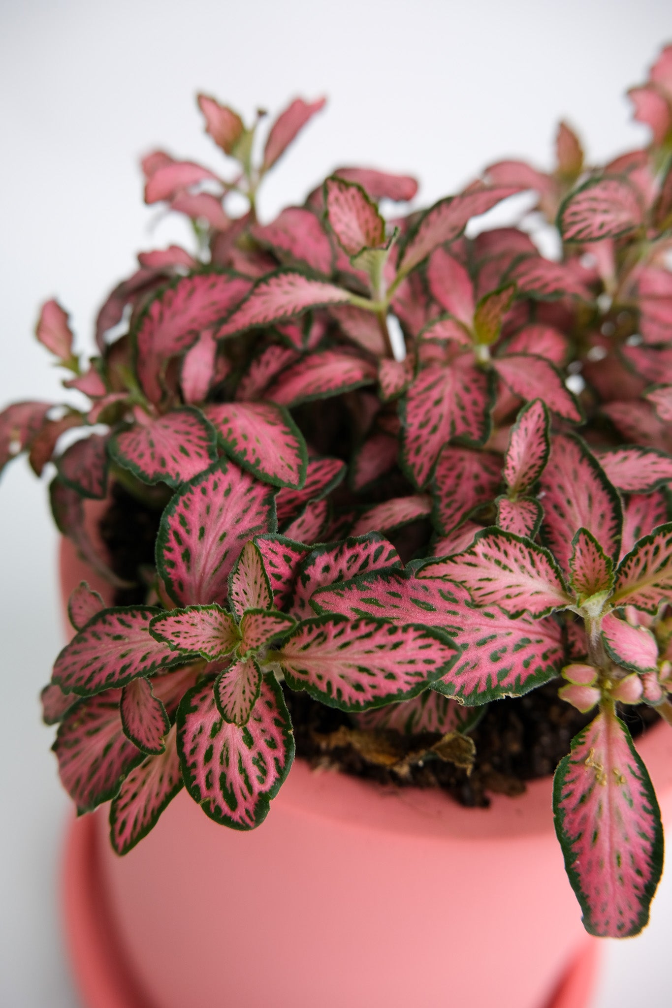 Fittonia mix - Image 17