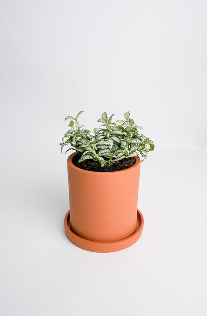 Fittonia mix - Image 19