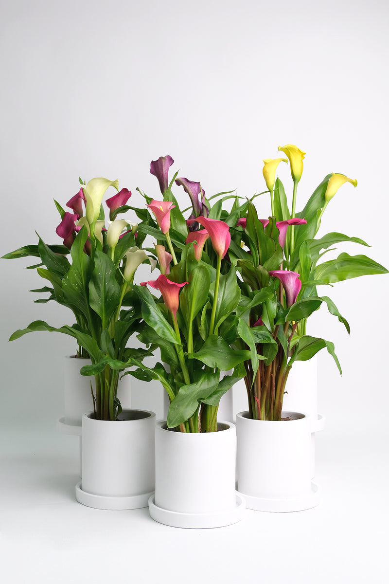 Calla mix