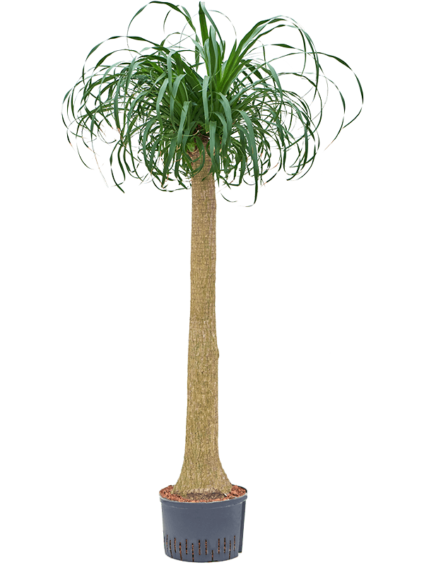 Beaucarnea Recurvata on Stem