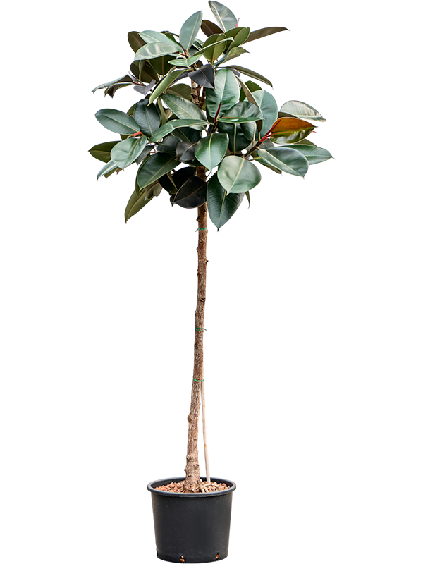 Ficus Burgundy On Stem