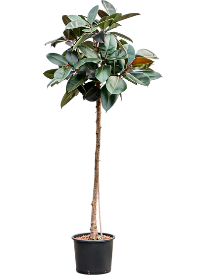 Ficus Burgundy On Stem