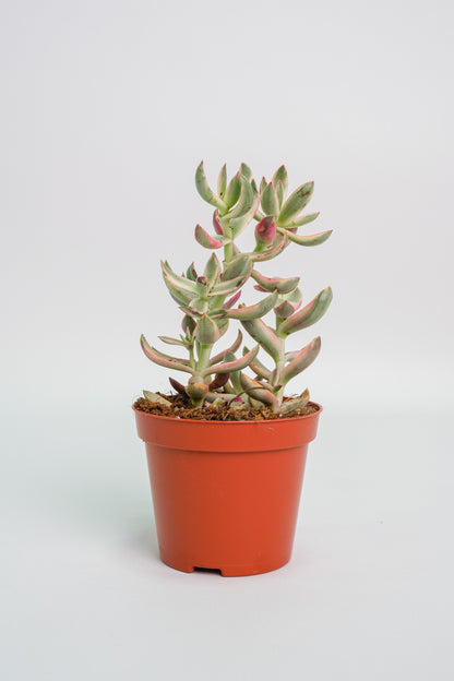 Suculent Mix - Image 20