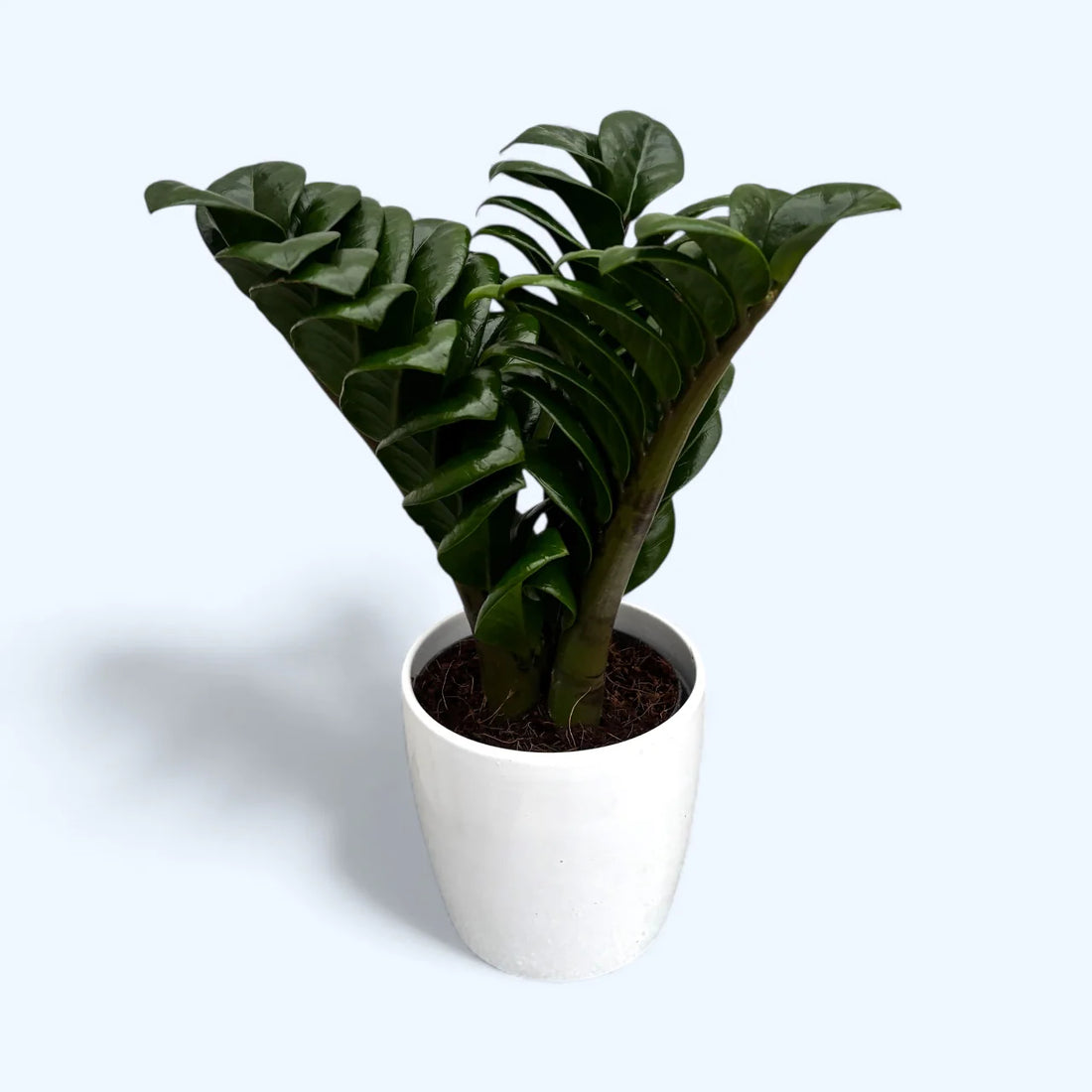 Zamioculcas Zenzi