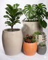 Amphora