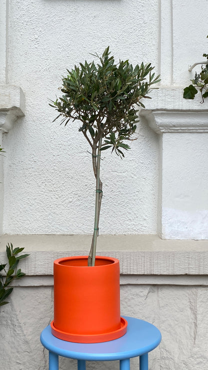 Maslin on Stem - Image 2