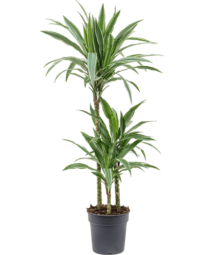 Dracaena deremensis