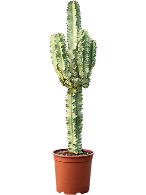 Euphorbia Eritrea Variegata