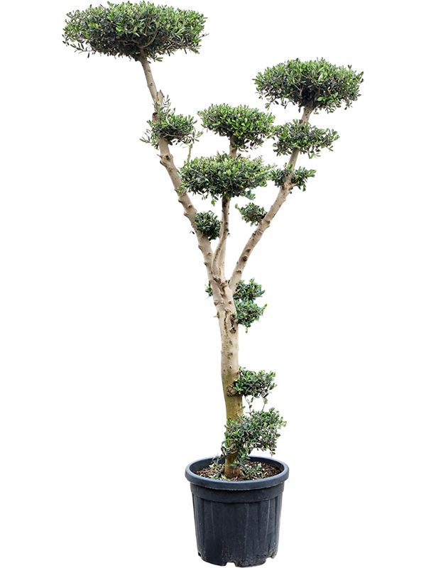 Olea Europea Branched
