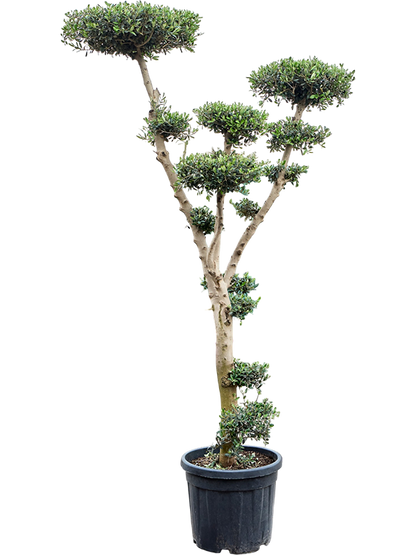 Olea Europea Branched