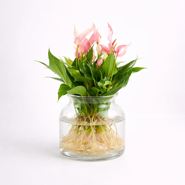Anthurium Lilli Sticlă