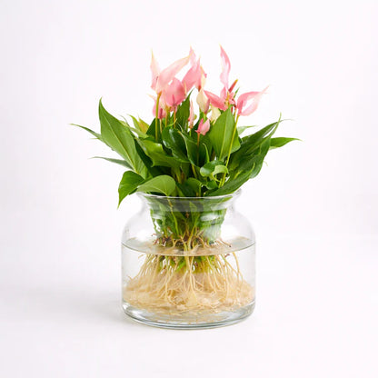 Anthurium Lilli Sticlă