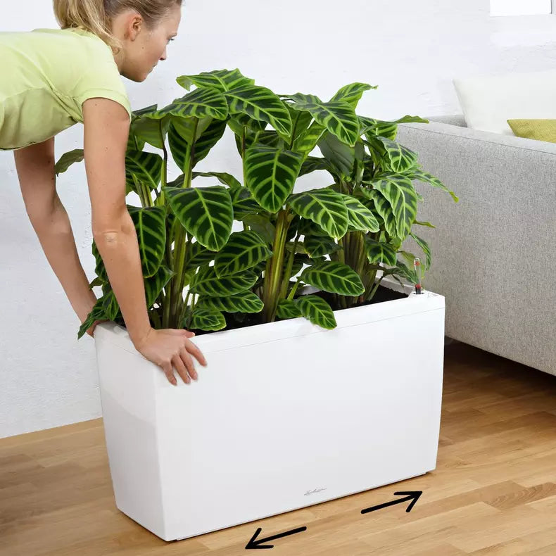 CARARO Premium