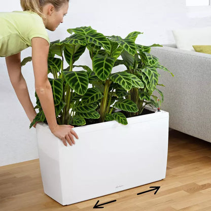 CARARO Premium
