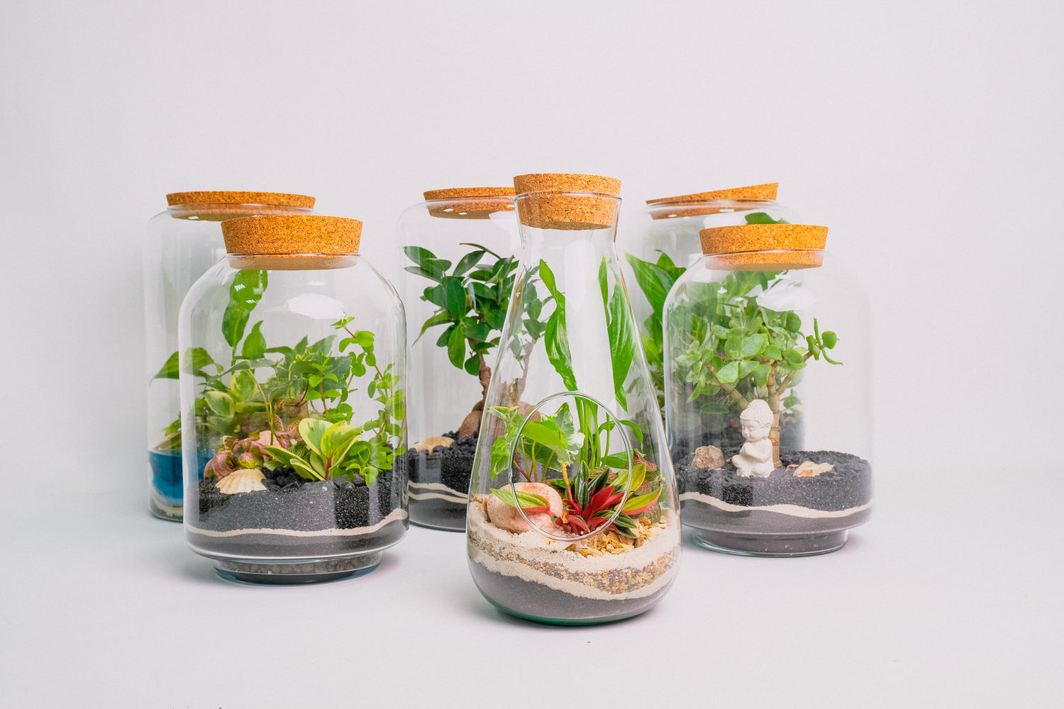 Terariu plante tropicale mare