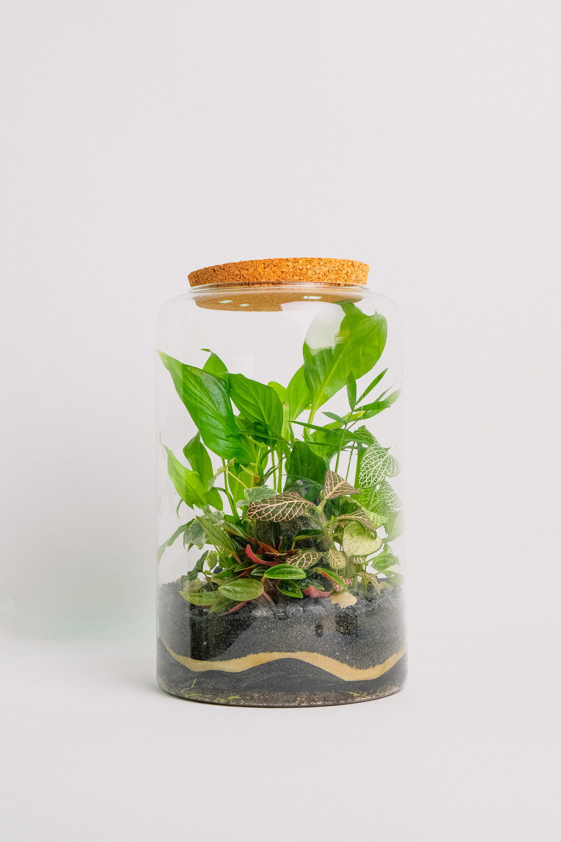 Terariu plante tropicale max