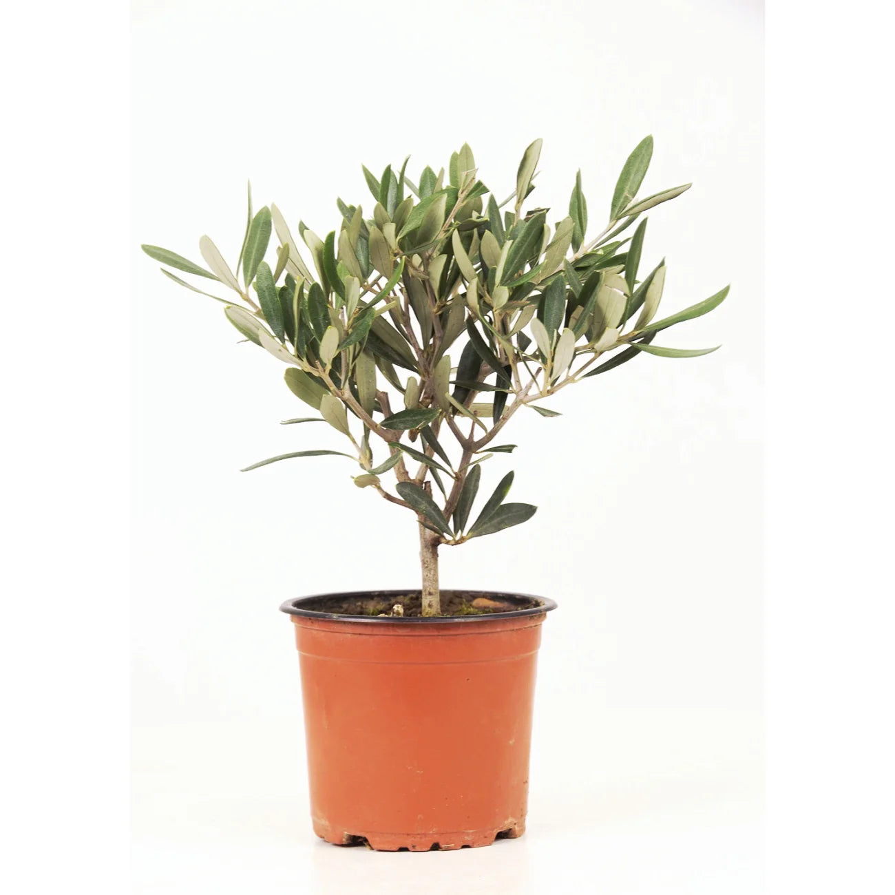 Olea Europaea on Stem