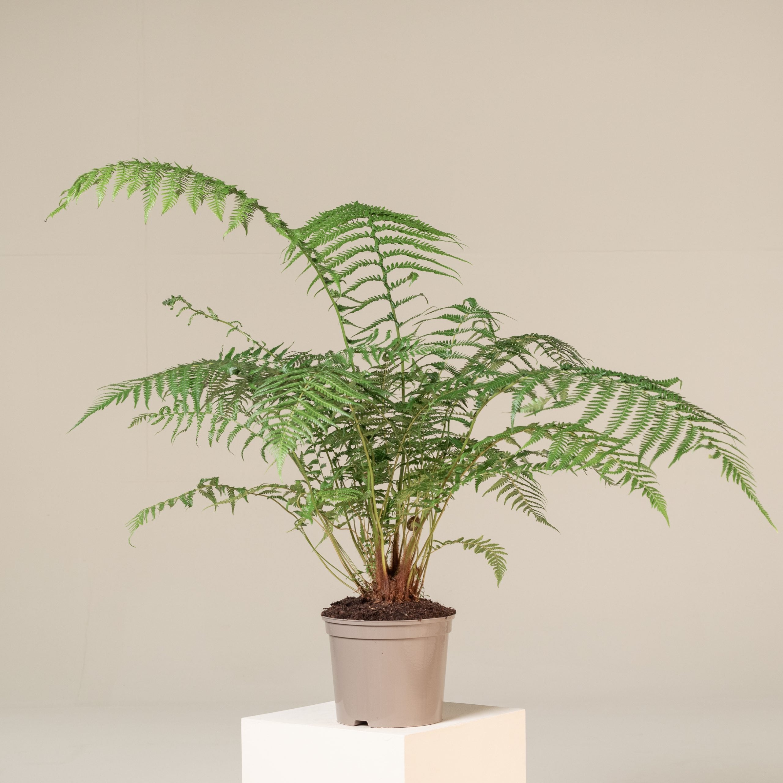 Feriga Dicksonia Antarctica