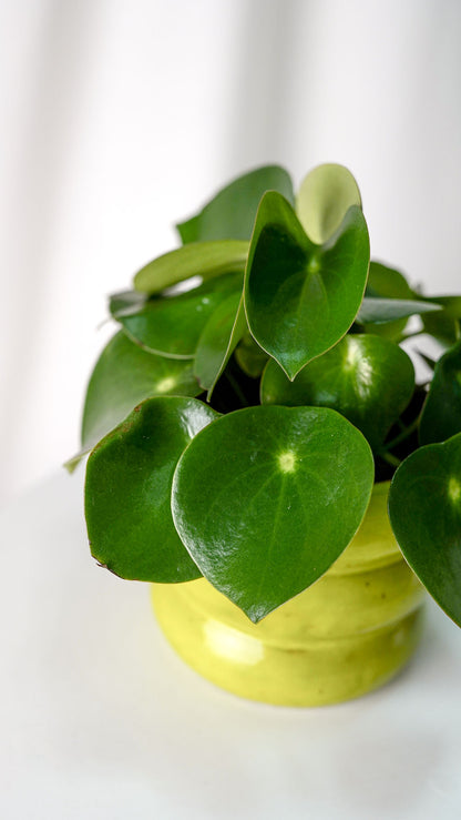 Peperomia Raindrop