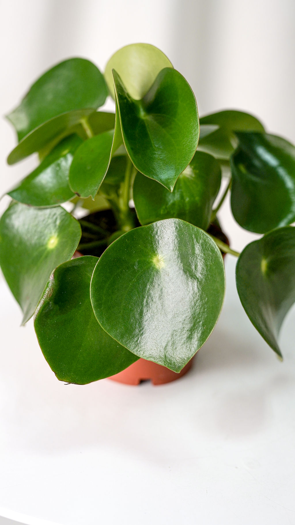 Peperomia Raindrop