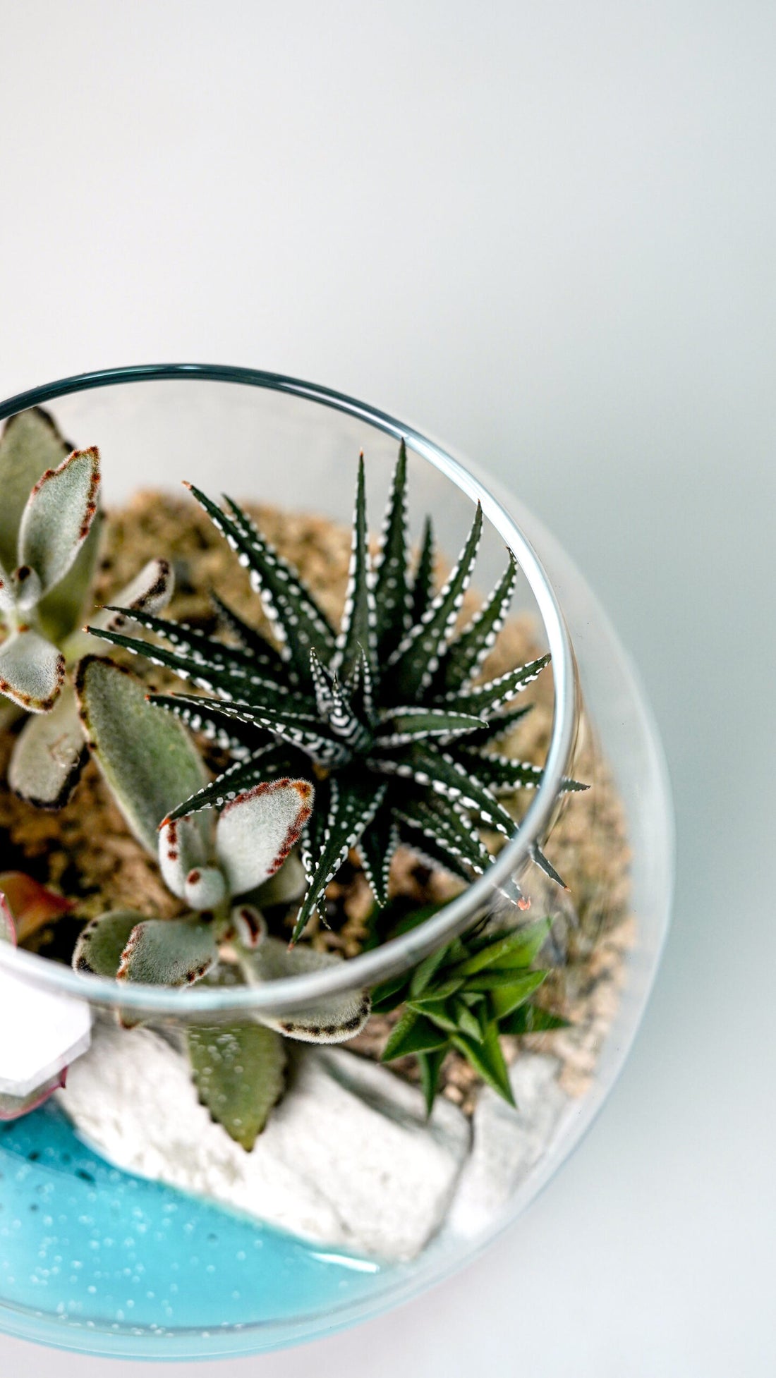 Terariu Marimo mare - Image 2