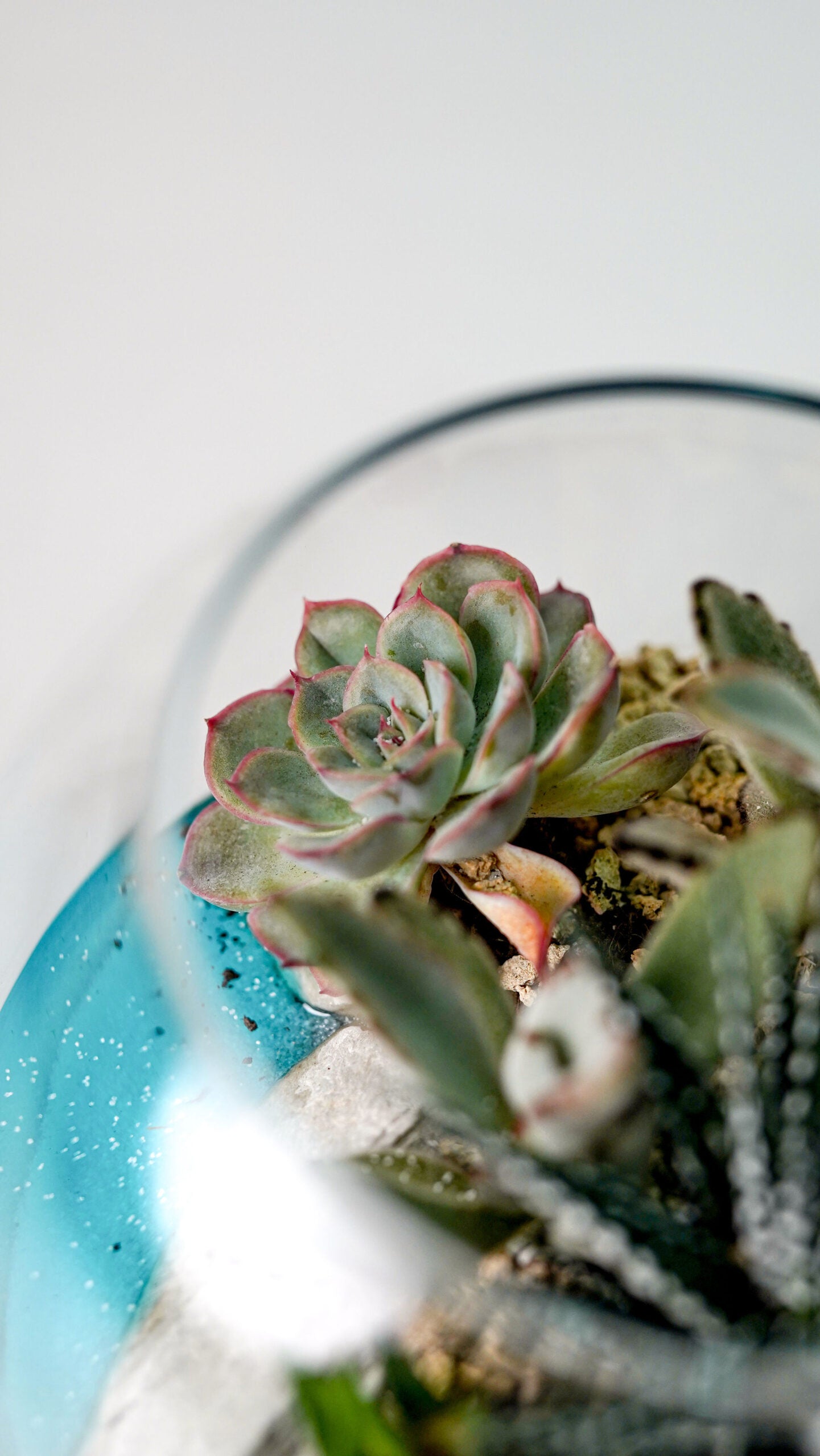 Terariu Marimo mare - Image 3