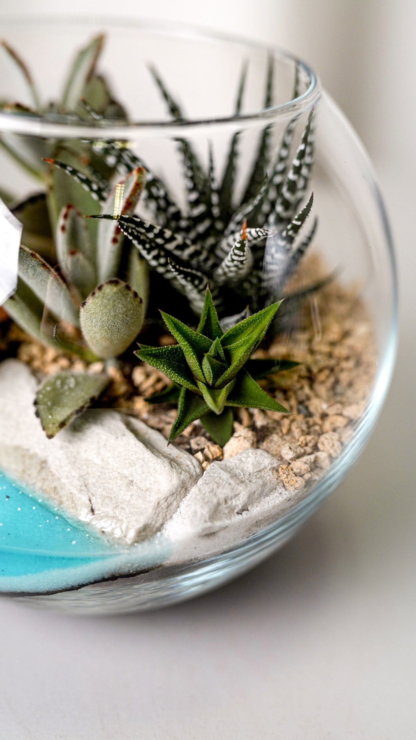 Terariu Marimo mare - Image 4