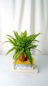 Boston Fern - Image 1