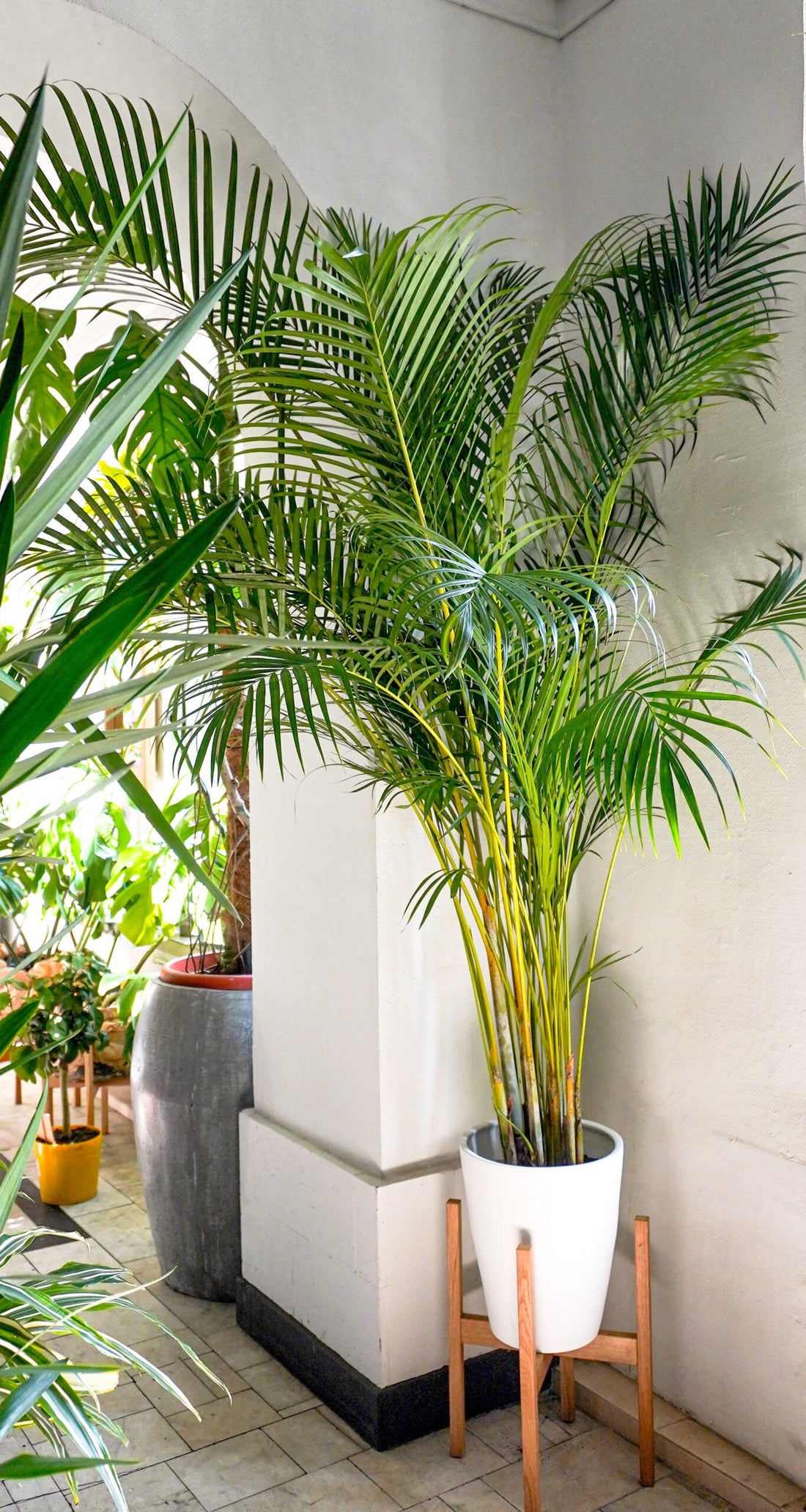 Dypsis - Image 2