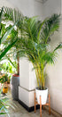 Dypsis - Image 2