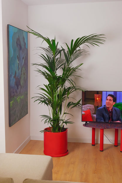 Howea Forsteriana - Image 15