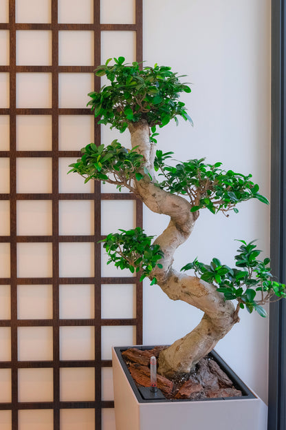 Bonsai Ficus Ginseng - Image 10